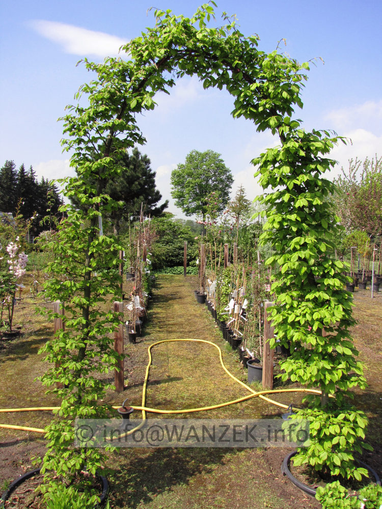 Carpinus betulus - Torbogen, Austrieb.jpg